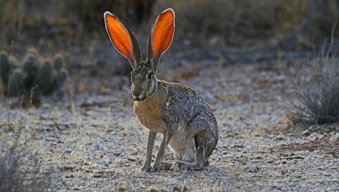 Обои трава, природа, уши, заяц, grass, nature, ears, hare разрешение 1920x1200 Загрузить