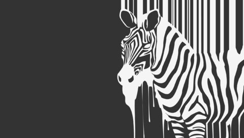 Обои зебра, животное, ч.б., zebra, animal, h. b. разрешение 2560x1600 Загрузить