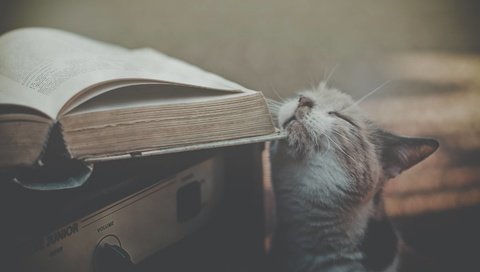 Обои кот, ласкается, об, книжку, cat, fondled, about, book разрешение 3000x1992 Загрузить