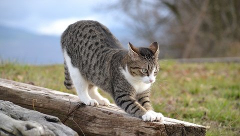 Обои кошка, на, потягивается, бревне, cat, on, stretching, log разрешение 1920x1080 Загрузить