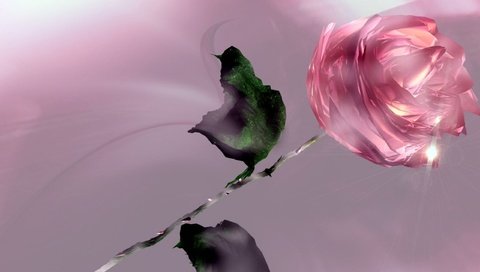Обои роза, розовая, rose, pink разрешение 2560x1600 Загрузить