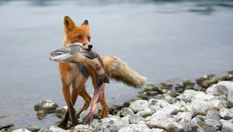 Обои река, камни, лиса с пойманной, рыбой, river, stones, fox caught, fish разрешение 2560x1600 Загрузить