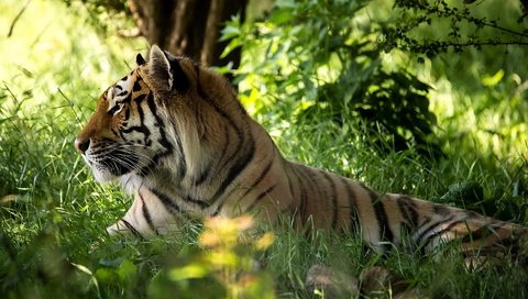 Обои тигр, морда, трава, лес, хищник, tiger, face, grass, forest, predator разрешение 1920x1200 Загрузить