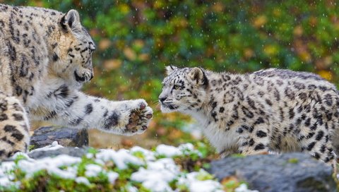 Обои хищник, пара, семья, снежный барс, ирбис, мать, predator, pair, family, snow leopard, irbis, mother разрешение 1920x1200 Загрузить