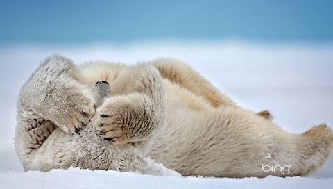 Обои снег, сша, белый медведь, аляска, море бофорта, мыс барроу, snow, usa, polar bear, alaska, the beaufort sea, point barrow разрешение 1920x1200 Загрузить