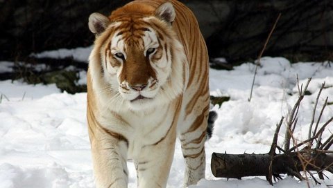 Обои тигр, снег, зима, животное, золотой тигр, tiger, snow, winter, animal, golden tiger разрешение 1920x1200 Загрузить