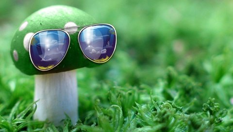 Обои природа, зелёный, макро, очки, гриб, nature, green, macro, glasses, mushroom разрешение 1932x1208 Загрузить