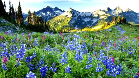 Обои небо, цветы, горы, даль, the sky, flowers, mountains, dal разрешение 2560x1600 Загрузить