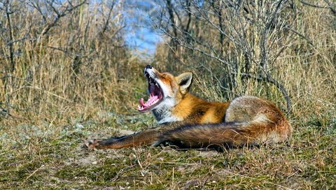 Обои природа, лиса, пасть, nature, fox, mouth разрешение 1920x1200 Загрузить