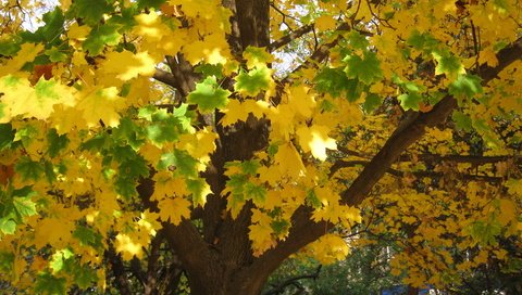 Обои деревья, листья, листва, осень, желтые, trees, leaves, foliage, autumn, yellow разрешение 2816x2112 Загрузить