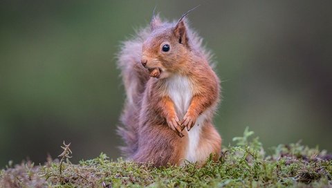 Обои природа, рыжая, мох, белка, орех, nature, red, moss, protein, walnut разрешение 1920x1200 Загрузить