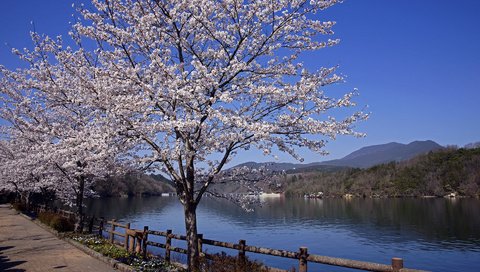 Обои река, пейзаж, япония, весна, сакура, river, landscape, japan, spring, sakura разрешение 1920x1200 Загрузить