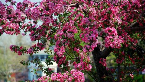 Обои дерево, цветение, весна, розовые, яблоня, цветки, tree, flowering, spring, pink, apple, flowers разрешение 1920x1200 Загрузить