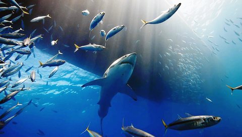 Обои рыбки, рыбы, акула, подводный мир, белая акула, fish, shark, underwater world, white shark разрешение 3500x2623 Загрузить