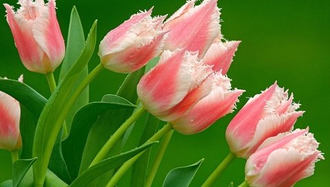 Обои цветы, природа, тюльпаны, розовые, flowers, nature, tulips, pink разрешение 1920x1200 Загрузить