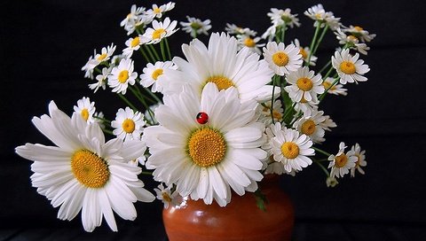 Обои цветы, божьи коровки, ромашки, букет, ваза, flowers, ladybugs, chamomile, bouquet, vase разрешение 1920x1200 Загрузить