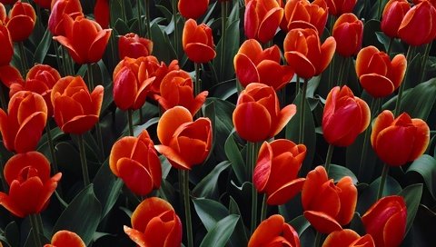 Обои цветы, бутоны, лепестки, красные, тюльпаны, flowers, buds, petals, red, tulips разрешение 1920x1200 Загрузить