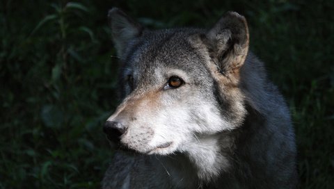 Обои взгляд, серый, хищник, волк, look, grey, predator, wolf разрешение 2048x1364 Загрузить