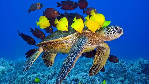 Обои рыбки, черепаха, рыбы, кораллы, подводный мир, морская черепаха, зебрасома, зебрасомы, fish, turtle, corals, underwater world, sea turtle, zebrasoma разрешение 1920x1080 Загрузить