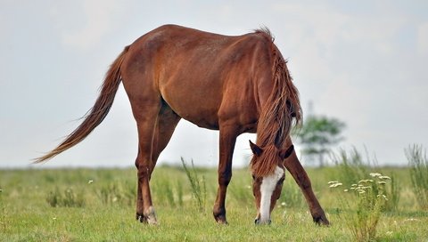 Обои лошадь, природа, поле, конь, horse, nature, field разрешение 1920x1200 Загрузить