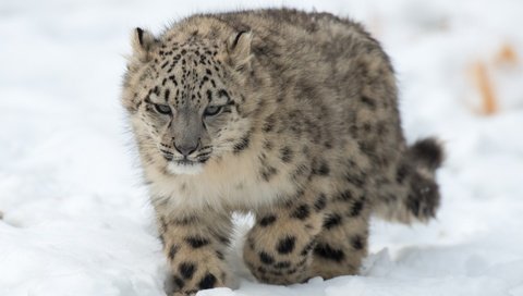 Обои снег, хищник, снежный барс, ирбис, детеныш, snow, predator, snow leopard, irbis, cub разрешение 3200x2300 Загрузить