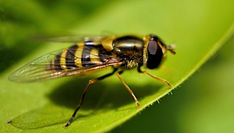 Обои макро, лист, насекомые, муха, журчалка, macro, sheet, insects, fly, gorzalka разрешение 2048x1363 Загрузить