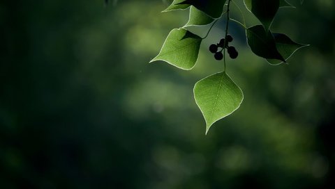 Обои листья, макро, ягоды, плоды, боке, leaves, macro, berries, fruit, bokeh разрешение 2048x1365 Загрузить