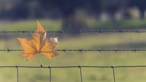 Обои природа, проволока, осень, лист, сетка, nature, wire, autumn, sheet, mesh разрешение 3000x1875 Загрузить