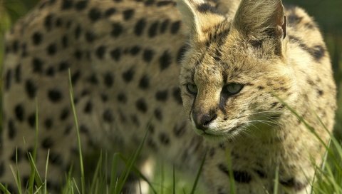 Обои морда, дикая кошка, сервал, кустарниковая кошка, face, wild cat, serval, bush cat разрешение 1944x1394 Загрузить