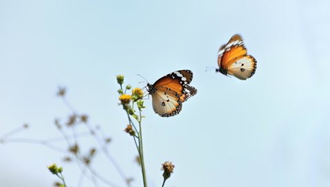 Обои макро, цветок, насекомые, бабочки, macro, flower, insects, butterfly разрешение 2048x1356 Загрузить