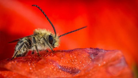 Обои насекомое, цветок, капли, красный, лепесток, пчела, insect, flower, drops, red, petal, bee разрешение 2048x1357 Загрузить