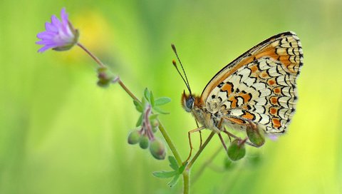 Обои фон, цветок, бабочка, насекомые, background, flower, butterfly, insects разрешение 2048x1365 Загрузить