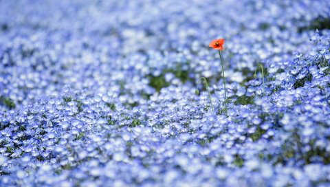 Обои цветы, природа, поле, луг, flowers, nature, field, meadow разрешение 1920x1080 Загрузить