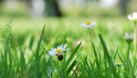 Обои трава, природа, цветок, белый, ромашка, божья коровка, ромашки, grass, nature, flower, white, daisy, ladybug, chamomile разрешение 1920x1200 Загрузить