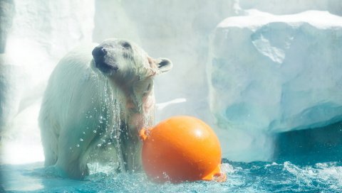 Обои вода, медведь, белый, зоопарк, water, bear, white, zoo разрешение 1920x1200 Загрузить