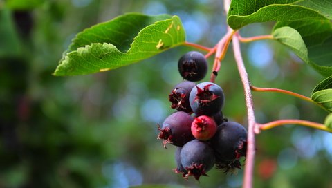 Обои ветка, природа, листья, ягода, ирга, branch, nature, leaves, berry, saskatoon разрешение 4272x2848 Загрузить