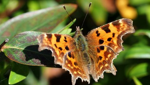 Обои листья, макро, бабочка, насекомые, leaves, macro, butterfly, insects разрешение 4608x3456 Загрузить