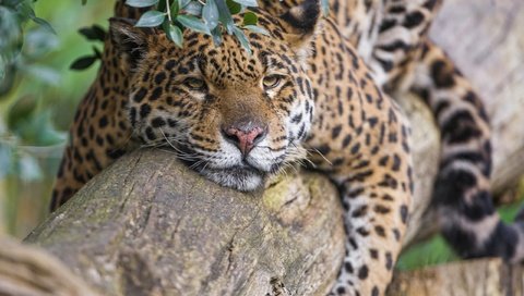 Обои природа, дерево, хищник, ягуар, отдых, nature, tree, predator, jaguar, stay разрешение 2560x1920 Загрузить