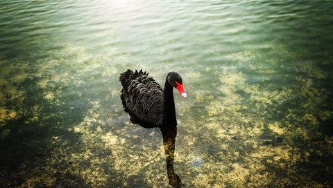 Обои вода, черный, птицы, лебедь, water, black, birds, swan разрешение 2048x1363 Загрузить