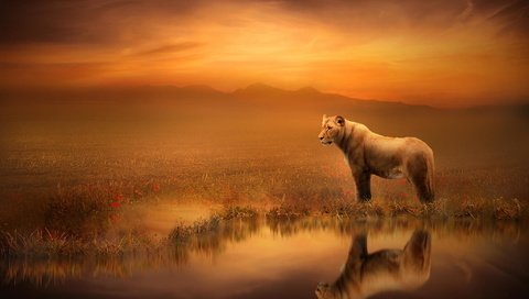 Обои арт, отражение, лев, львица, art, reflection, leo, lioness разрешение 2048x1365 Загрузить