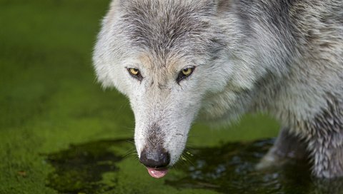 Обои водоем, хищник, язык, волк, pond, predator, language, wolf разрешение 2048x1363 Загрузить