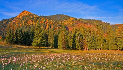 Обои небо, цветы, деревья, горы, лес, луг, румыния, the sky, flowers, trees, mountains, forest, meadow, romania разрешение 3000x2000 Загрузить