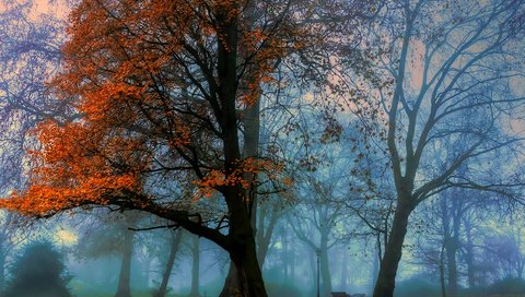 Обои деревья, парк, туман, осень, trees, park, fog, autumn разрешение 1920x1398 Загрузить