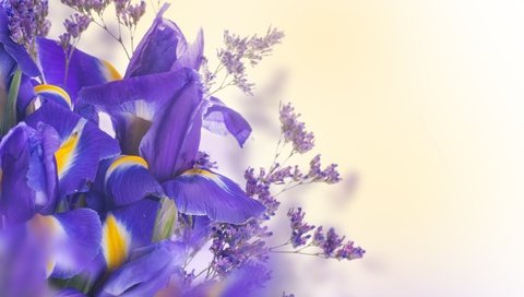 Обои цветы, букет, ирисы, flowers, bouquet, irises разрешение 5000x3922 Загрузить