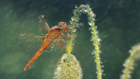 Обои макро, цветок, капли, насекомые, стрекоза, macro, flower, drops, insects, dragonfly разрешение 2000x1353 Загрузить