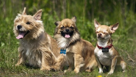 Обои природа, три, друзья, собаки, nature, three, friends, dogs разрешение 2560x1600 Загрузить