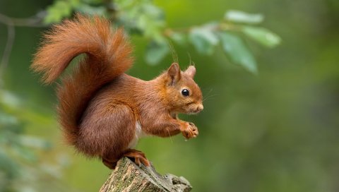 Обои природа, животное, белка, зверек, пенек, белочка, грызун, nature, animal, protein, stump, squirrel, rodent разрешение 2048x1317 Загрузить