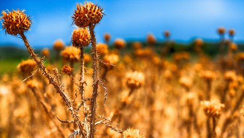 Обои трава, природа, макро, grass, nature, macro разрешение 2048x1152 Загрузить