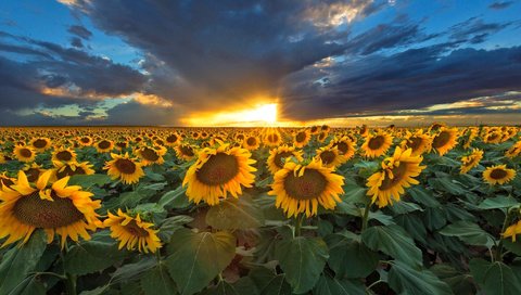 Обои небо, природа, закат, тучи, подсолнухи, the sky, nature, sunset, clouds, sunflowers разрешение 2048x1366 Загрузить