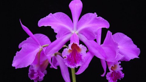 Обои цветы, макро, орхидеи, flowers, macro, orchids разрешение 2048x1371 Загрузить